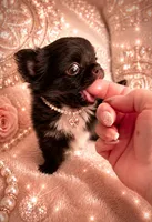 Micro Teacup CARTIER, a male Chihuahua for sale in Sacramento, CA – 9 of 10