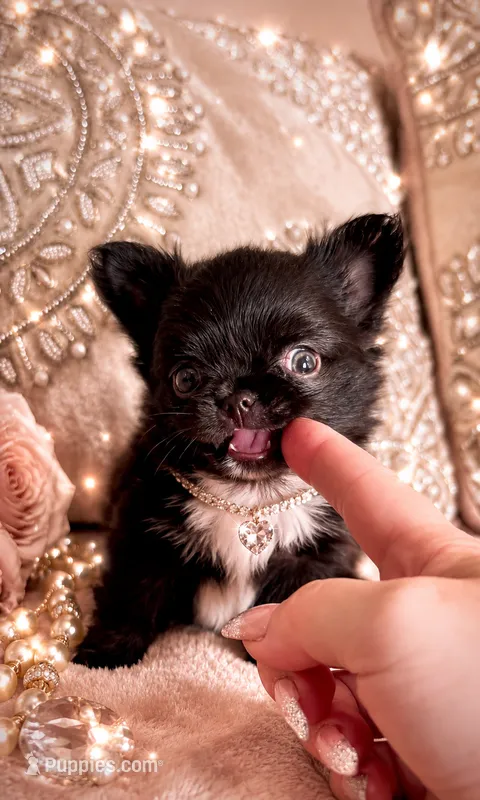 Micro Teacup CARTIER – Chihuahua puppy for sale in Sacramento, CA