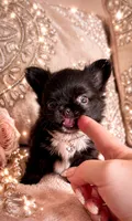 Micro Teacup CARTIER, a male Chihuahua for sale in Sacramento, CA – 1 of 10