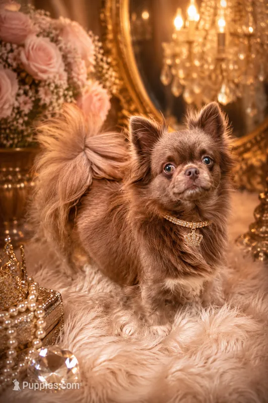 TALYA-Longhair Lilac – Chihuahua puppy for sale in Sacramento, CA