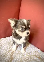 GINO - Longhair Blue Tri, a male Chihuahua for sale in Sacramento, CA – Photo 10 of 10