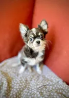 GINO - Longhair Blue Tri, a male Chihuahua for sale in Sacramento, CA – Photo 5 of 10