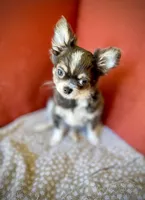 GINO - Longhair Blue Tri, a male Chihuahua for sale in Sacramento, CA – Photo 6 of 10