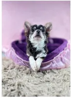 GINO - Longhair Blue Tri, a male Chihuahua for sale in Sacramento, CA – Photo 3 of 10