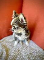 GINO - Longhair Blue Tri, a male Chihuahua for sale in Sacramento, CA – Photo 7 of 10