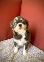 GINO - Longhair Blue Tri, a male Chihuahua for sale in Sacramento, CA – Photo 9 of 10