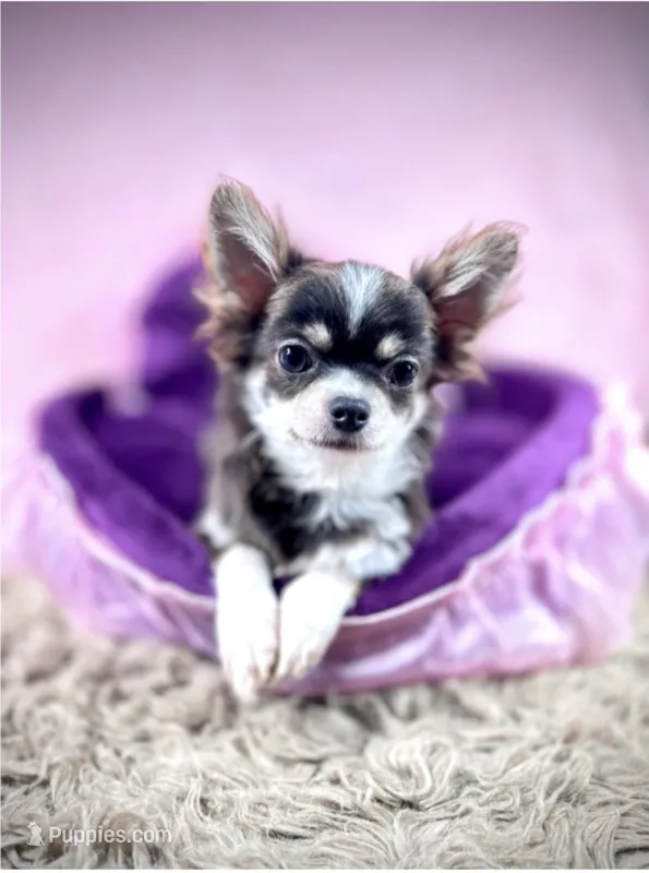 GINO - Longhair Blue Tri, a male Chihuahua for sale in Sacramento, CA – Photo 1 of 10