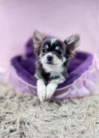 GINO - Longhair Blue Tri, a male Chihuahua for sale in Sacramento, CA – Photo 2 of 10