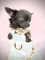 FANCY Genuine Teacup Boy, a male Chihuahua for sale in Sacramento, CA – Photo 5 of 7