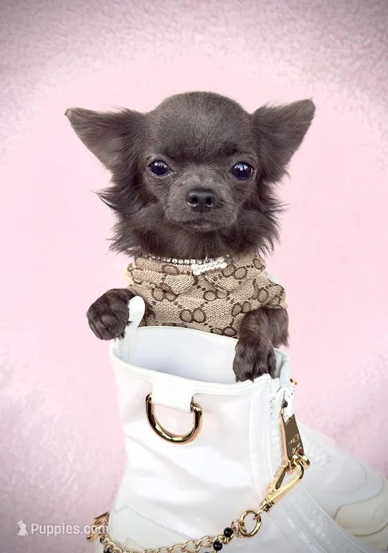 FANCY Genuine Teacup Boy, a male Chihuahua for sale in Sacramento, CA – Photo 1 of 7
