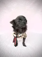 FANCY Genuine Teacup Boy, a male Chihuahua for sale in Sacramento, CA – Photo 2 of 7