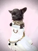 FANCY Genuine Teacup Boy, a male Chihuahua for sale in Sacramento, CA – Photo 7 of 7