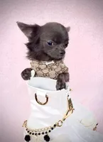 FANCY Genuine Teacup Boy, a male Chihuahua for sale in Sacramento, CA – Photo 6 of 7