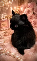 Micro Teacup CARTIER, a male Chihuahua for sale in Sacramento, CA – 6 of 10
