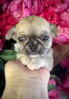 TIGER, a male Chihuahua for sale in Sacramento, CA – 2 of 9