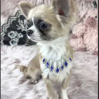 Tiny GIUSEPPE, a male Chihuahua for sale in Sacramento, CA – Photo 3 of 3