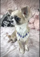 Tiny GIUSEPPE, a male Chihuahua for sale in Sacramento, CA – Photo 3 of 3