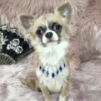 Tiny GIUSEPPE, a male Chihuahua for sale in Sacramento, CA – Photo 2 of 3