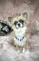 Tiny GIUSEPPE, a male Chihuahua for sale in Sacramento, CA – Photo 2 of 3