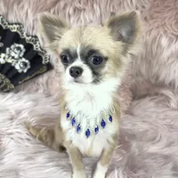 Tiny GIUSEPPE, a male Chihuahua for sale in Sacramento, CA – Photo 1 of 3