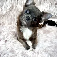 Teacup Longhair TOPAZ, a male Chihuahua for sale in Sacramento, CA – Photo 3 of 8