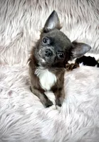 Teacup Longhair TOPAZ, a male Chihuahua for sale in Sacramento, CA – Photo 3 of 8