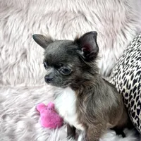 Teacup Longhair TOPAZ, a male Chihuahua for sale in Sacramento, CA – Photo 4 of 8