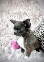 Teacup Longhair TOPAZ, a male Chihuahua for sale in Sacramento, CA – Photo 4 of 8