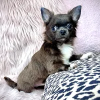Teacup Longhair TOPAZ, a male Chihuahua for sale in Sacramento, CA – Photo 1 of 8