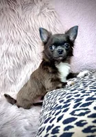 Teacup Longhair TOPAZ, a male Chihuahua for sale in Sacramento, CA – Photo 1 of 8