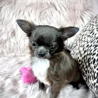 Teacup Longhair TOPAZ, a male Chihuahua for sale in Sacramento, CA – Photo 8 of 8