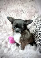 Teacup Longhair TOPAZ, a male Chihuahua for sale in Sacramento, CA – Photo 8 of 8