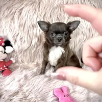 Teacup Longhair TOPAZ, a male Chihuahua for sale in Sacramento, CA – Photo 2 of 8