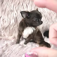 Teacup Longhair TOPAZ, a male Chihuahua for sale in Sacramento, CA – Photo 7 of 8