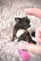 Teacup Longhair TOPAZ, a male Chihuahua for sale in Sacramento, CA – Photo 7 of 8