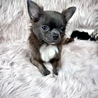 Teacup Longhair TOPAZ, a male Chihuahua for sale in Sacramento, CA – Photo 5 of 8