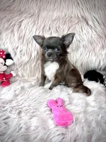 Teacup Longhair TOPAZ, a male Chihuahua for sale in Sacramento, CA – Photo 6 of 8