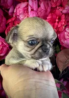TIGER, a male Chihuahua for sale in Sacramento, CA – 6 of 9