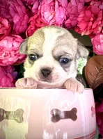 ARMANI, a male Chihuahua for sale in Sacramento, CA – 2 of 7