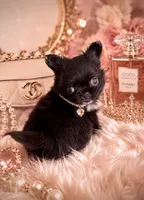 Micro Teacup CARTIER, a male Chihuahua for sale in Sacramento, CA – 5 of 10