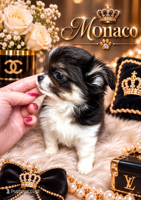 MONACO – Chihuahua puppy for sale in Sacramento, CA