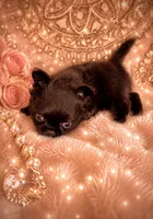 Micro Teacup CARTIER, a male Chihuahua for sale in Sacramento, CA – 10 of 10
