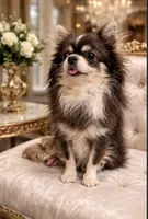 Longhair Boy GINO, a male Chihuahua for sale in Sacramento, CA – 2 of 3