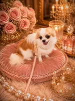 Longhair Boy HANDSOME, a male Chihuahua for sale in Sacramento, CA – 6 of 6