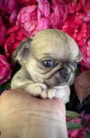 TIGER, a male Chihuahua for sale in Sacramento, CA – 8 of 9