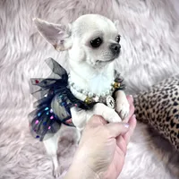 Tiny BIJOU, a female Chihuahua for sale in Sacramento, CA – Photo 1 of 10