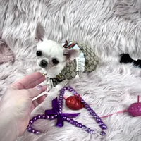 Tiny BIJOU, a female Chihuahua for sale in Sacramento, CA – Photo 6 of 10