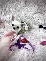 Tiny BIJOU, a female Chihuahua for sale in Sacramento, CA – Photo 6 of 10