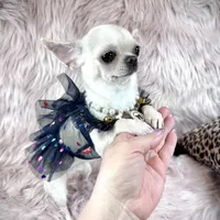 Tiny BIJOU, a female Chihuahua for sale in Sacramento, CA – Photo 8 of 10