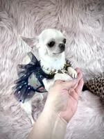 Tiny BIJOU, a female Chihuahua for sale in Sacramento, CA – Photo 8 of 10
